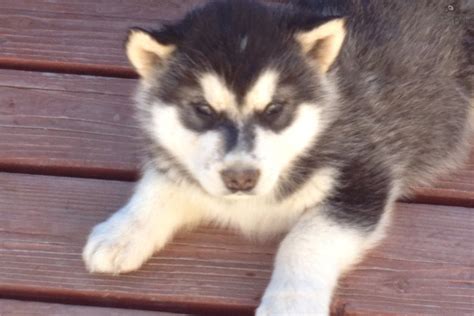 We raise our dogs on our little ranch and enjoy 12 ac Alaskan Malamute puppy for sale near Pueblo, Colorado | aaf30dee-eb21