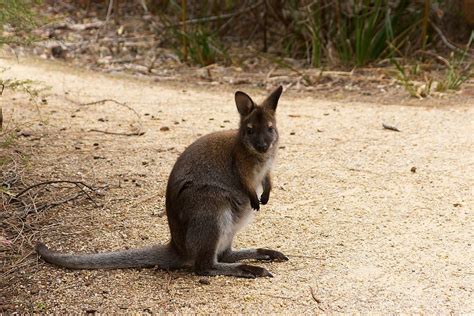 The Bennetts Wallaby Foto And Bild Australia And Oceania Australia