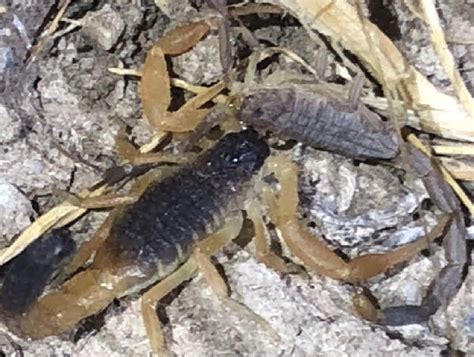 The Scorpion Files Newsblog Examples Of Intraguild Predation In Scorpions