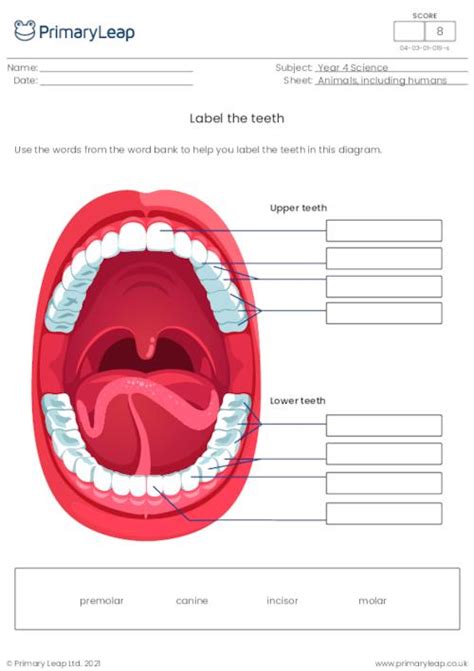 Science Label The Teeth Worksheet Uk
