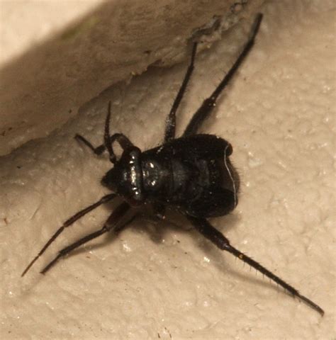 Black Bug Nymph With Jumping Legs The Backyard Arthropod Project