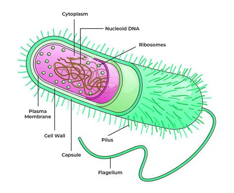 Prokaryotic Cell Definition Structure And Functions