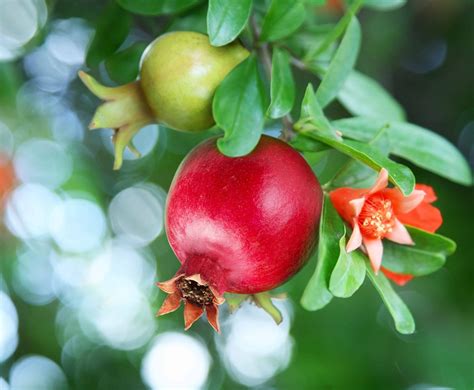 Pomegranate Tree - Punica granatum- Plantz Cart