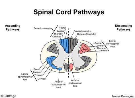 Anatomy Of Spinal Cord 3d Model Human Spine With Spinal Cord And Body