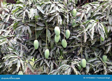 Fresh Green Mango Hanging On Mango Tree Stock Image Image Of Produce
