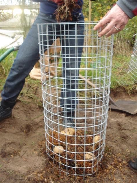 Diy Potato Planters 10 Effortless No Dig Ways To Grow The Humble