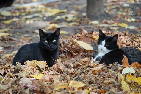 How To Help Feral Cats In Your Neighborhood The Catington Post
