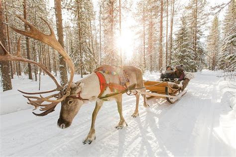Point Hacks Activity Lapland Reindeer Safari From