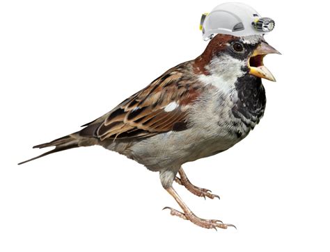 Sparrow Png Picture Png All