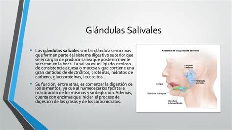 Glándulas Salivales Glándula Parótida Glándula Sublingual Glándu