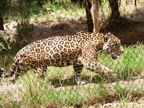 Incredible Jaguar Pictures Unusual Attractions Fort Worth Zoo