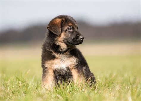 Check spelling or type a new query. What Is the Easiest Dog to Potty Train? | Cuteness