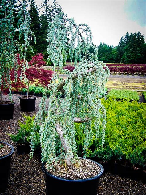 Weeping Blue Atlas Cedar Trees For Sale Online The Tree Center