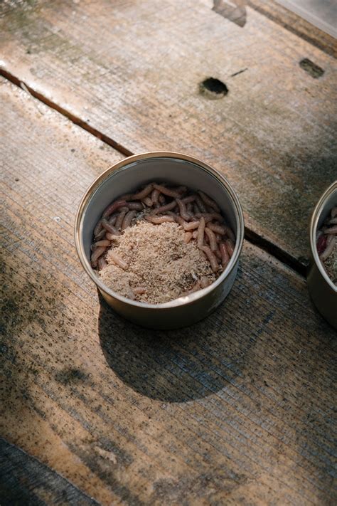 Medicinal Maggots New Diy Production Lab Launched Tinzwei