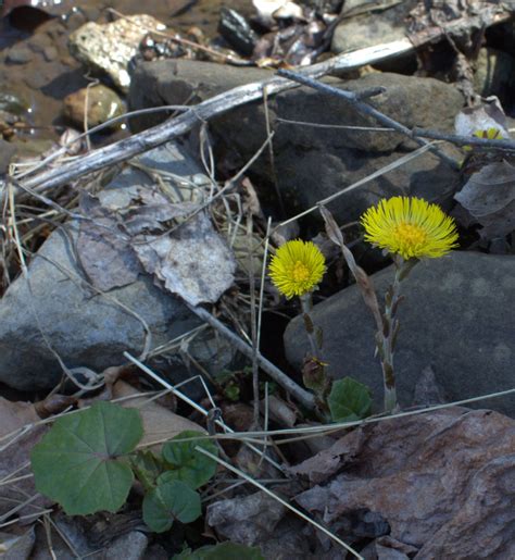 Coltsfoot Flowers Next To The Creek