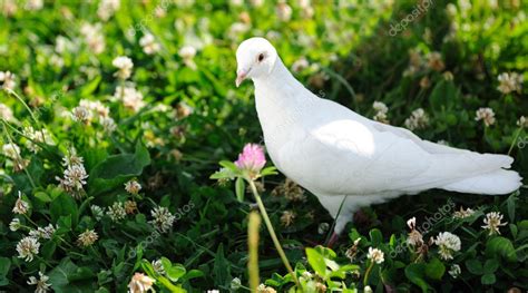 White Dove Stock Photo By ©haveseen 3503436