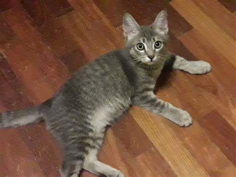 Domestic Short Hair Tabby Kitten Adopted 6 Years 11 Months Grey