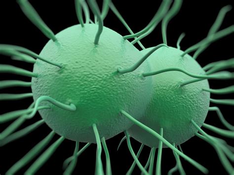 Gonorrhea Infection Rates Spike Dramatically In Yukon Cbc News