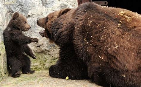 Mother Bear Angry At Her Cub Barnorama