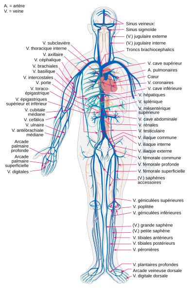 File Venous System Pl Svg Wikimedia Commons Arteries Anatomy My Xxx