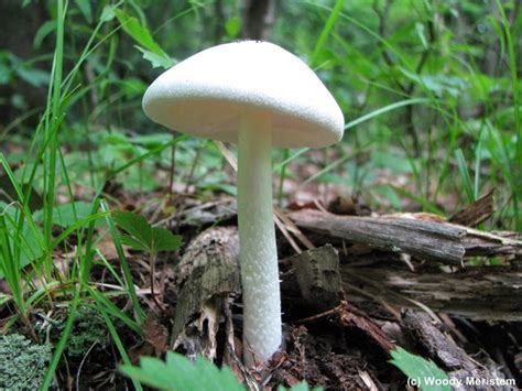 In Forest And Field Destroying Angel