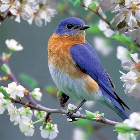 Spring Bluebird Pretty Birds Beautiful Birds Animals Beautiful