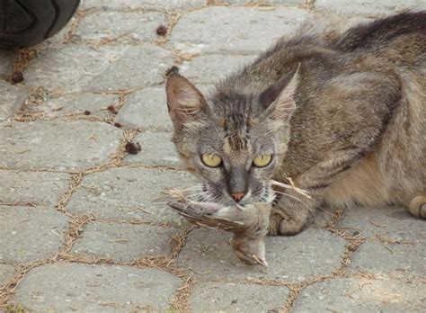 The Cause Of The Feral Cat