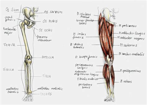 Anatomy Leg 1 By Bk 81 On Deviantart