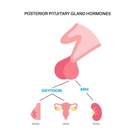 Hormon Folikulotropowy Ilustracje Zdjęcia I Ilustracje Istock