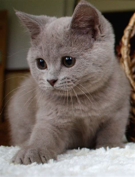 39 Best Munchkin Cat Images On Pinterest Munchkin Cat