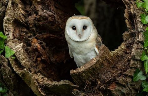 Owls In Michigan Facts About The Top 10 Species