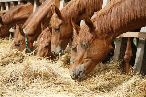 Thoroughbred Horses In The Paddock Eating Dry Grass Stock Photo Image