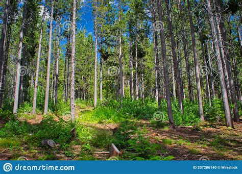 Landscape Of Pine Trees In The Forest Under The Sunlight Stock Photo
