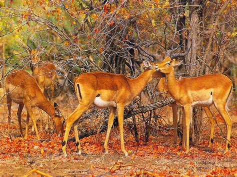 African Animals Wallpaper Wallpapersafari