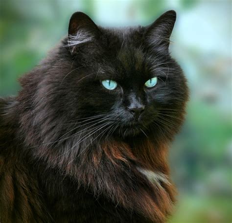24 Best Images About Long Haired Black Cat On Pinterest Persian Cats