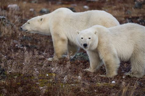 Animal Facts Polar Bear Canadian Geographic