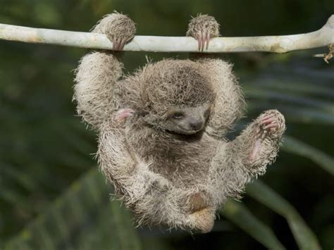 13 Chill Facts About Sloths Mental Floss