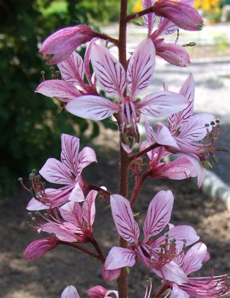 Upright Tall Stems Have Light Pink Clusters Of Flowers Blooms Emerge
