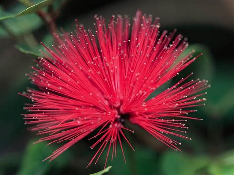 Wow Cool Plant Calliandra Emarginata Red Powderpuff At Zone 9 Tropicals