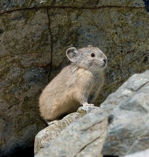 American Pikas Show Resiliency In The Face Of Global Warming