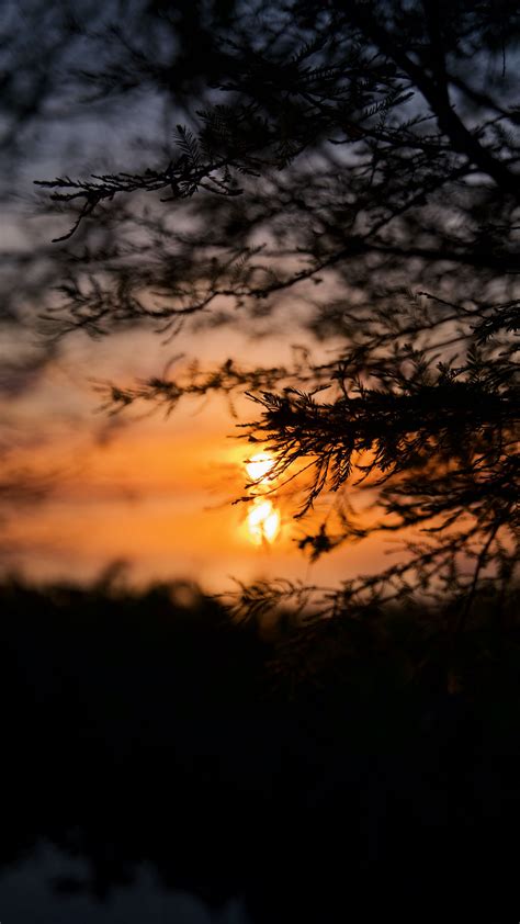 Download Wallpaper 2160x3840 Tree Branches Silhouette Sun Sunset