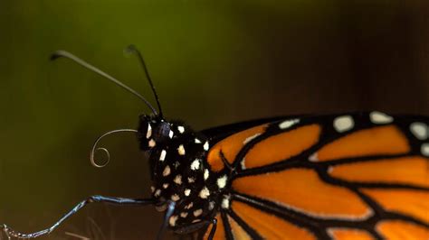 An Eastern Monarch Butterfly Emerged From Its Chrysalis In A Paradise Ind