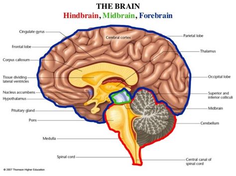 Brain Basic
