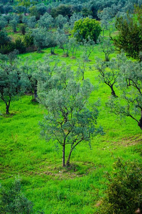 Olive Tree Marmara Stock Photos Free And Royalty Free Stock Photos From