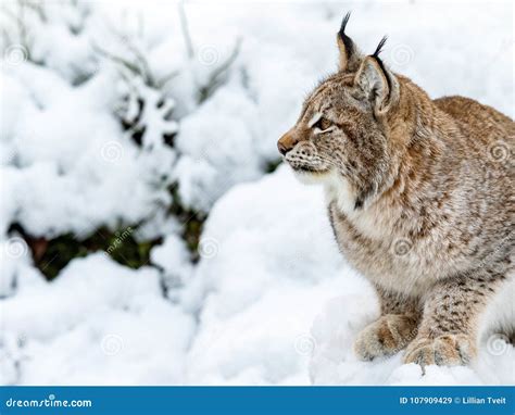 Eurasian Lynx Lynx Lynnx Sitting In The Snow Looking To The Left