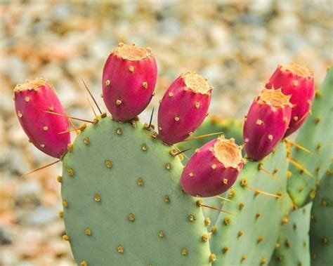 Cactus fruits are edible and safe. فوائد تناول فاكهة التين الشوكي - مفاهيم