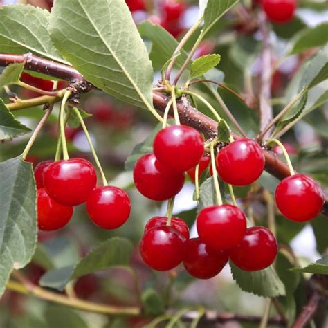 Buy Bare Root Montmorency Cherry Trees For Sale Chief River Nursery Chief River Nursery