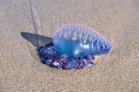 Close Up Of A Portuguese Man O War Washed Up On A Beach Stockfreedom