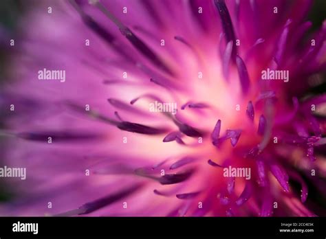 Macro Shot Of Beautiful Violet Flower Carduus Crispus Stock Photo Alamy