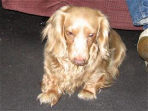 Ask questions and learn about dachshunds at nextdaypets.com. Dachshund Puppies in Kansas